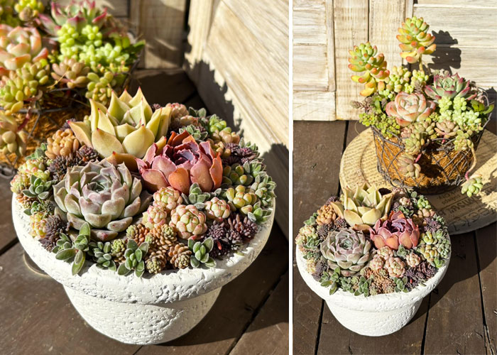 初心者向けの寄せ植え,親子鳥の鉢,多肉カフェ レッスン 多肉カフェ,多肉植物,アレンジメント,寄せ植え