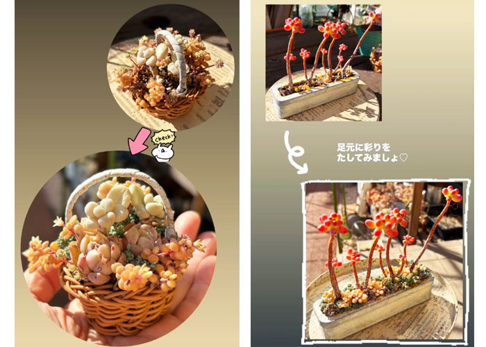 初心者向けの寄せ植え,親子鳥の鉢,多肉カフェ レッスン 多肉カフェ,多肉植物,アレンジメント,寄せ植え